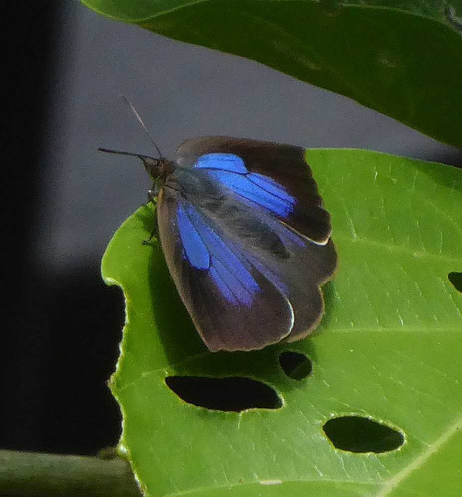 Arhopala japonica Arhopala japonica